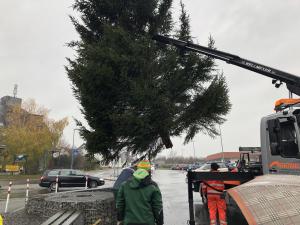 Aufstellen des Weihnachtsbaumes 2018